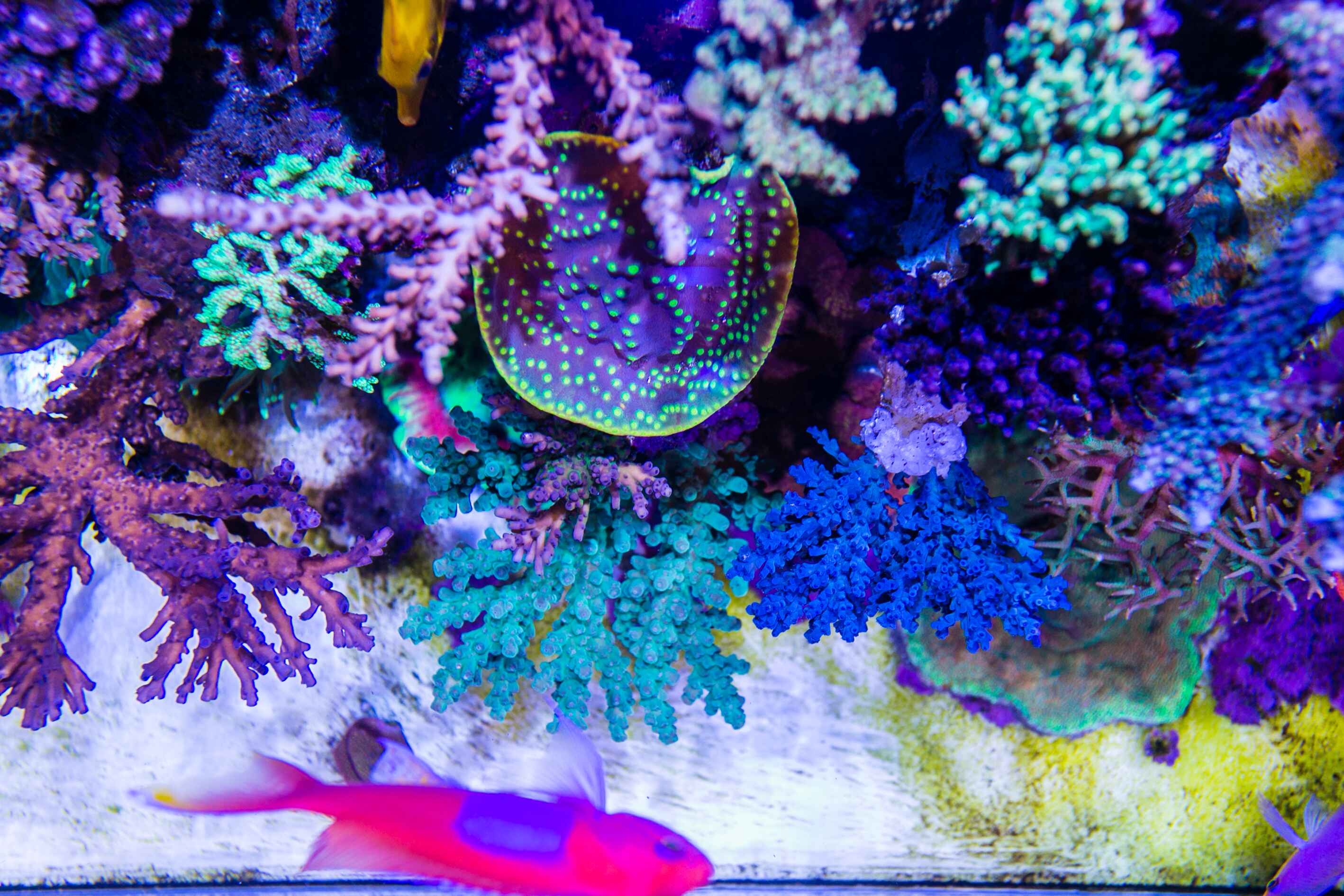 珊瑚-QQ图片20170603151144