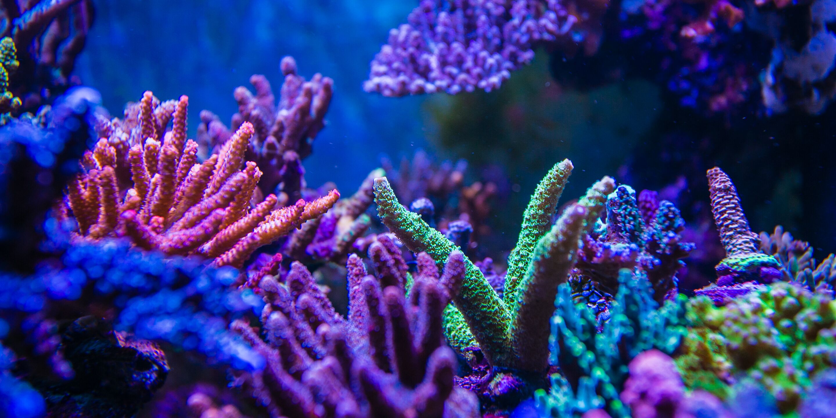 珊瑚-QQ图片20170603151211